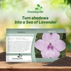 Outsidepride Extreme Lavender Impatiens Flower Seeds - 200 Pcs Annual,