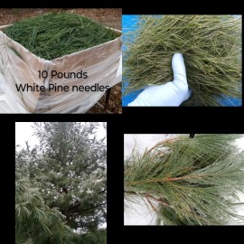 Maine Forest and Farm Fresh Eastern White Pine needle tea  Maine Forest grown Suramin organic Health - 5 pounds