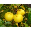 Malus sylvestris: French Crabapple Seeds
