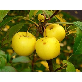Malus sylvestris: French Crabapple Seeds