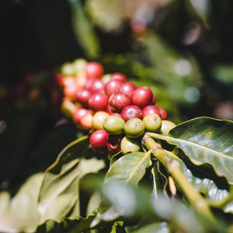 Fara Coffee, Whole Bean (Roasters Choice Organic (Medium / Dark),