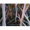 Caña Verde De Azúcar 27 Piezas Para Sembrar oferta