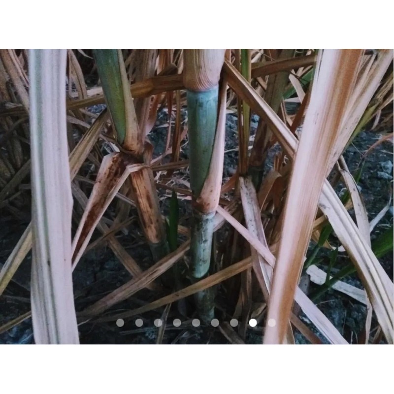 Caña Verde De Azúcar 27 Piezas Para Sembrar oferta