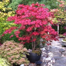 Nygardenia 25pcs Red Japanese Maple Seeds, Acer (Palmatum Atropurpureum)