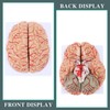 RONTEN Human Brain Anatomical Model, Colored Brain,Anatomically Accurate Brain Model