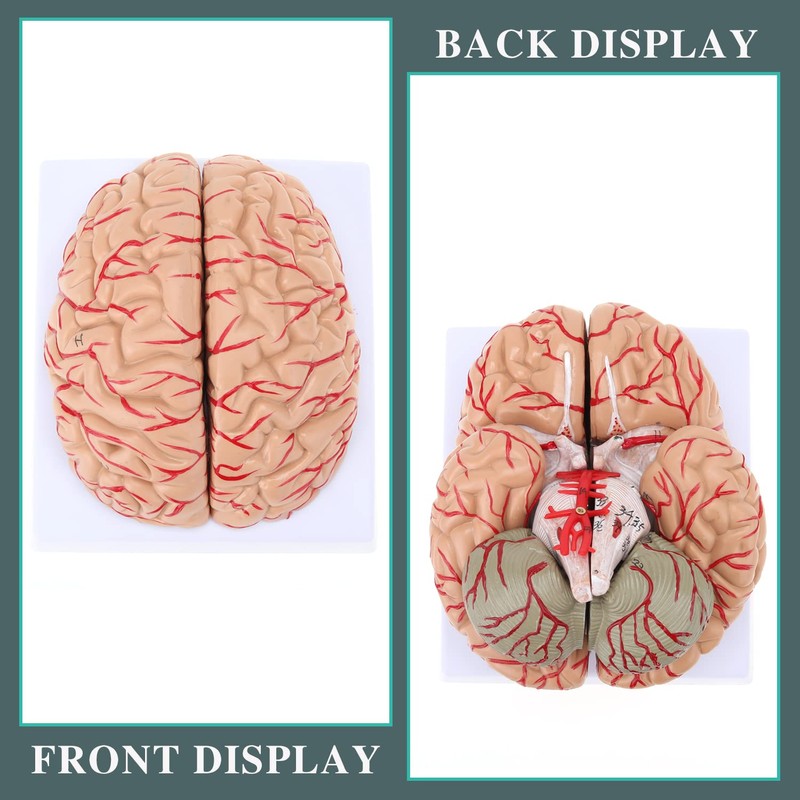 RONTEN Human Brain Anatomical Model, Colored Brain,Anatomically Accurate Brain Model