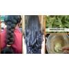 Online Quality Store raw bringaraj/bringraj dry leaves/Bhringraj Leaves/Bhangra - Eclipta