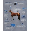 Kit De Aseo Para Caballos 9 Piezas Con Bolsa Organizadora