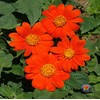 250 Mexican Sunflower Tithonia Rotundifolia Flower Seeds