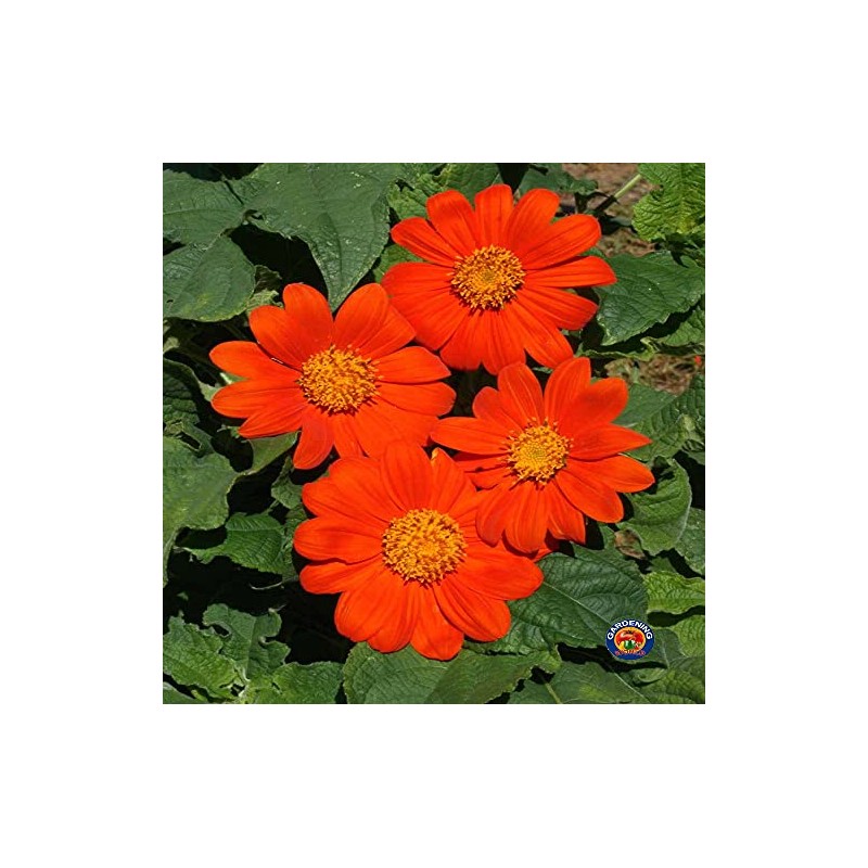 250 Mexican Sunflower Tithonia Rotundifolia Flower Seeds