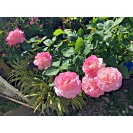 Home-Growth Large-Fragrant Double Delight Rose-3 Stem Cuttings for Rooting/Grafting