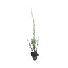 Blue Arrow Juniper - 3 Live Trees - Juniperus Scopulorum