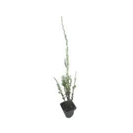 Blue Arrow Juniper - 3 Live Trees - Juniperus Scopulorum - Formal Evergreen Privacy Screen