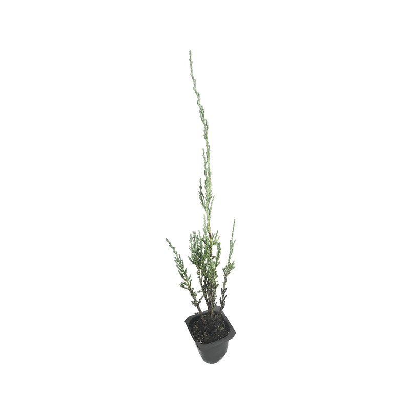 Blue Arrow Juniper - 3 Live Trees - Juniperus Scopulorum