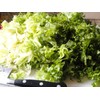 RAISE ME UP: Seeds Endive Curly Frisee Lettuce Non GMO