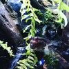 Seachem Seachem Prime Fresh and Saltwater Conditioner - Chemical Remover