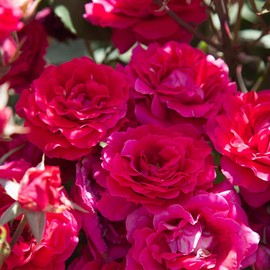 Heirloom Roses Live Rose Plant - Bright Melody Red Rose Bush for Outdoor Planting