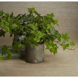 Design Master 659 Sprays, Ultra Leaf Shine