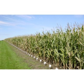 TomorrowSeeds Wapsie Valley Grazing Corn Seeds | Open Pollinated Yellow Feed Field Silage 2025 - 1 Ounce