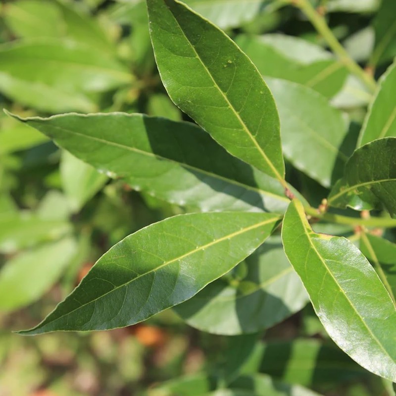 Aromatics International Laurel Leaf Essential Oil 5ml