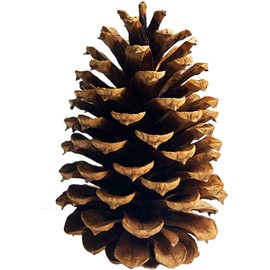 PineCones Tall Bulk Package All Natural,Real Preserved Pine Cones Big Pinecones and Perfect Natural Pine Cones for Christmas Hanging Ornaments Bowl Vase Fillers (3-4.3 in(12pcs))