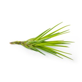 Altman Plants, Assorted Cactus Plants Live Plants (9PK), Cactus Plant Live Succulents Plants Live Cactus Decor, Indoor Plants Live House Plants in Cactus Soil, Live Cacti Plants Live Succulent Plants