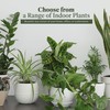 American Plant Exchange Snake Plant – Large 10-Inch Pot Green