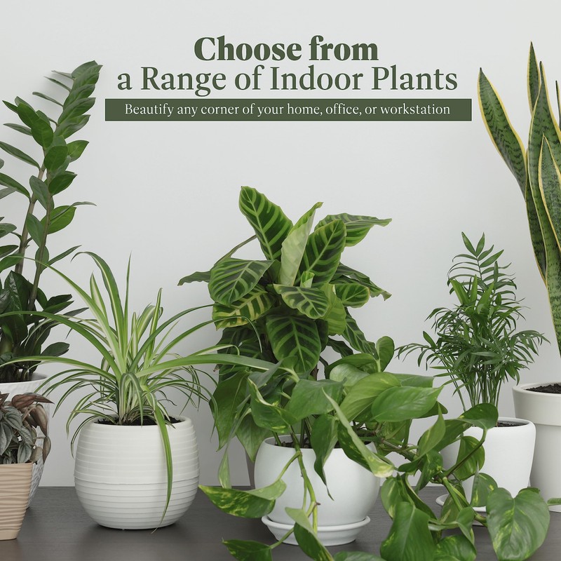 American Plant Exchange Snake Plant – Large 10-Inch Pot Green