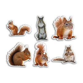 6 x 10cm Squirrel Vinyl Stickers - Forrest Funny Animal Pattern Nature Pets Face Wild Girls Boys Travel Scrapbooking #80818