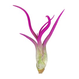 Caput Colored Medusae, Live Air Plant, Healthy Arrival Guaranteed, Great Indoor Airplant, Home Decor & Gift, Tillandsia Caput Medusae (Pink)