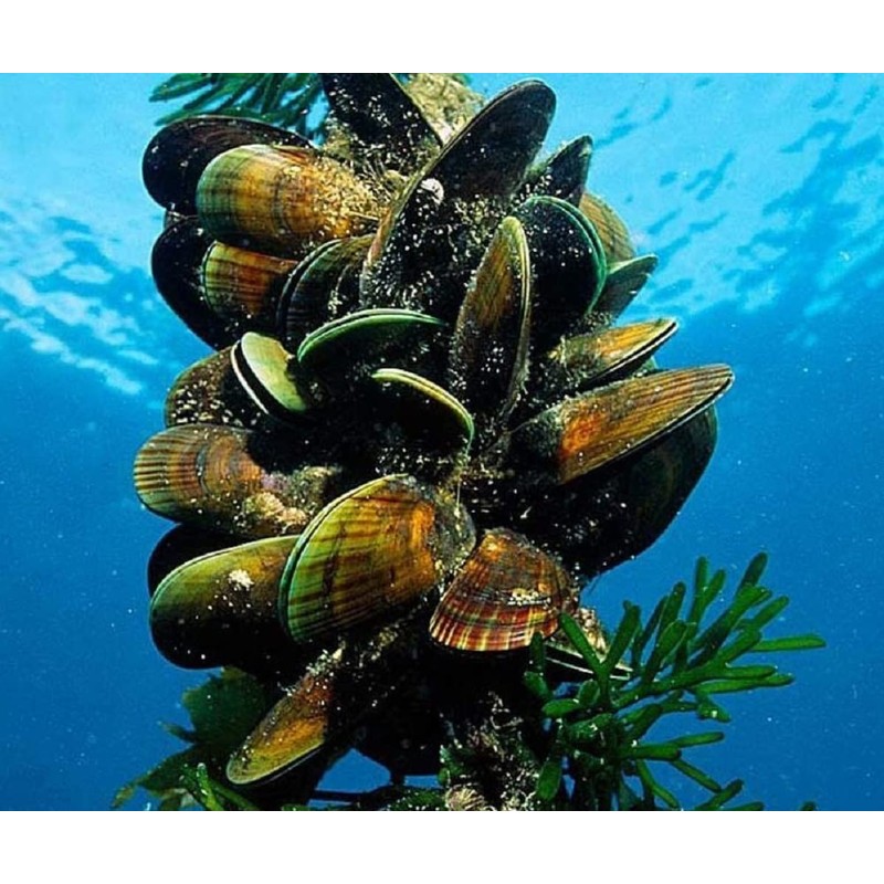 Mobicosa 500mg Premium Joint Supplement 240 Capsules