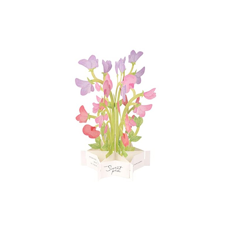GreetingLife KE-37 Blooming Card Sweet Pea