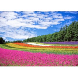 絵画風 壁紙ポスター （はがせるシール式） 花畑 ラベンダー ポピー 小町草 富良野 北海道 キャラクロ FLGD-001A1 （A1版 830mm×585mm） 建築用壁紙＋耐候性塗料 ＜日本製＞ ウォールステッカー お風呂ポスター