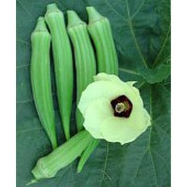 Perkins Dwarf Long Green Okra Seeds (25 Seeds)