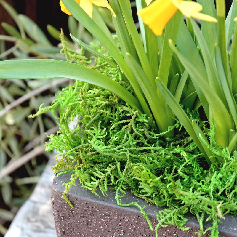 SuperMoss Forest Moss Preserved Perfect for Indoor Plants, Crafts, and