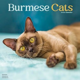 Burmese Cats Calendar 2026 | 12 Month Wall Calendar | Avonside Publishing | Plastic Free Packaging