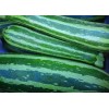 20+ Italian Squash Zucchini Seeds |NON-GMO Heirloom #95