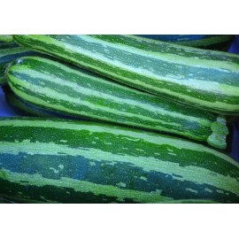 20+ Italian Squash Zucchini Seeds  |NON-GMO Heirloom  #95