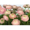 Ranunculus Bulbs for Planting - Ranunculus Flower Seeds - 25