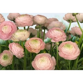 Ranunculus Bulbs for Planting - Ranunculus Flower Seeds - 25 Ranunculus Pink Shade - Ranunculus Corms for Planting - Ranunculus Peonies Pulbs for Planting - Easy to Grow - 25 Bulbs per Pack