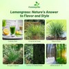 Outsidepride Lemon Grass Seeds for Planting - 2000 Perennial Seeds,