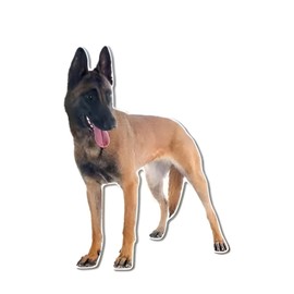 Autoaufkleber Belgische Malinois Autoaufkleber 22cm(8.7 Inch) 3D Zerrissen Aufkleber Belgische Schäferhund Wasserdichte Aufkleber Haustier Hund Lustig Reflektierende Aufkleber Autofenster Dekor