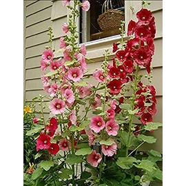 30 Seeds of Perennial Alcea rosea - Hollyhock Country Mix. Stately Tall Cottage Garden Favorite!