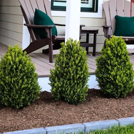 Green Mountain Boxwood | 1 Live Gallon Size Plant | Elegant Pyramid-Shaped Evergreen, Ideal for Topiary & Landscaping, Cold-Hardy & Drought-Tolerant