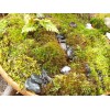 GARDENS OY VEY Fresh Sheet Moss. 3 to 5 lb.