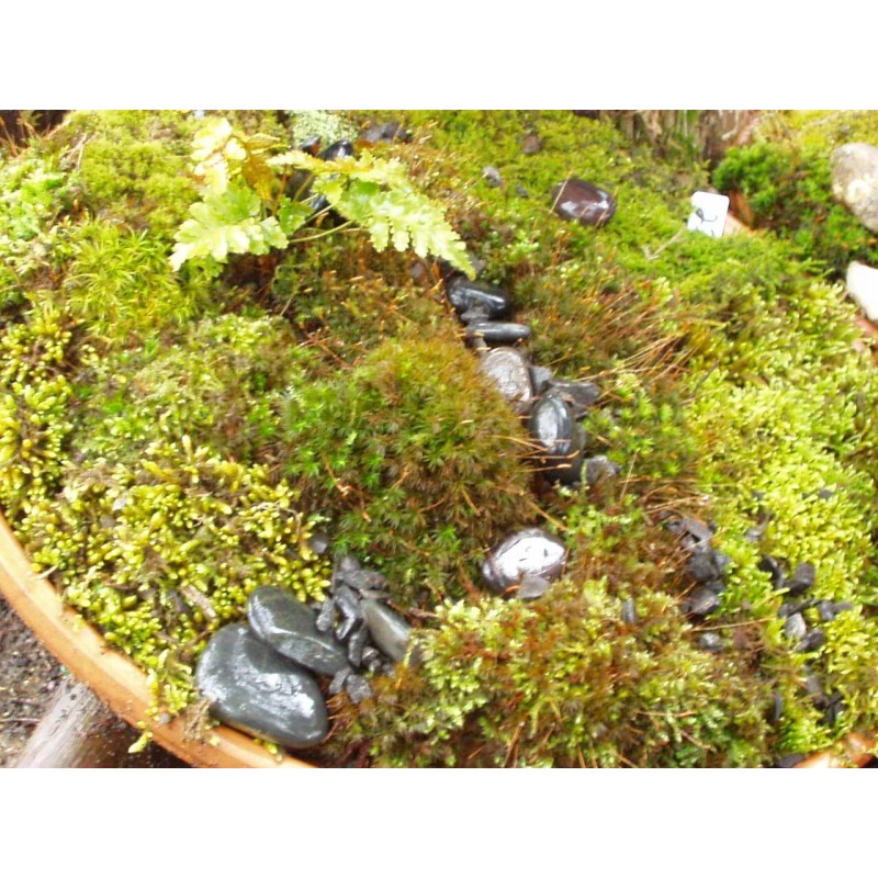GARDENS OY VEY Fresh Sheet Moss. 3 to 5 lb.