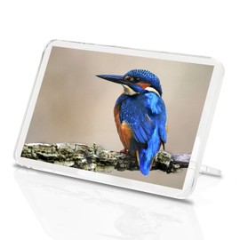 1 x Fridge Magnet -Blue Kingfisher Classic Fridge Magnet - Bird Indigo Wildlife Animals #15795