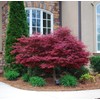 30pcs Red Japanese Maple Tree Seeds (Acer Palmatum Atropurpureum) -