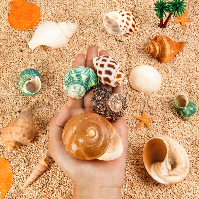 12PCS Hermit Crab Shells | Natural Sea Conch Size 1.6"-3.2"