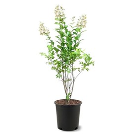 American Plant Exchange Crape Myrtle Tree, White Natchez, 3 Gallon Pot, 1-2ft. Tall, Large Flowering Live Plant for Outdoor Landscape, Garden & Patio, Fast Growing and Cold Hardy